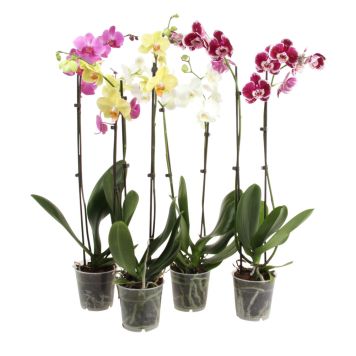 Orkidé 2-grenet Phalaenopsis Ø12 cm potte - flere farver