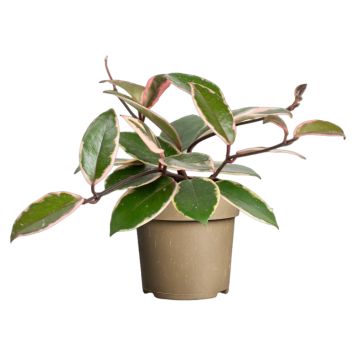 Hoya Flamingo Ø11 cm - flere varianter