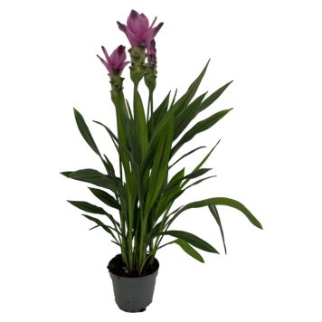 Curcuma rosa Ø13 cm potte