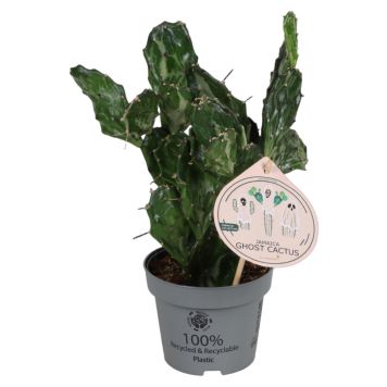 Opuntia Ghost Ø12 cm potte
