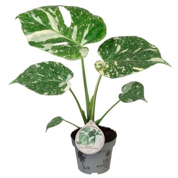 Monstera Thai Ø12 cm potte