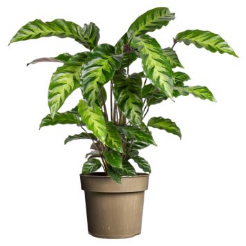 Calathea Misto Ø24 cm potte