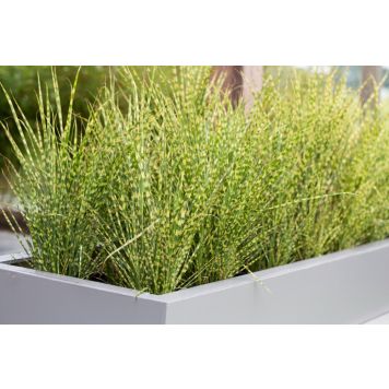 Græsmix Ø19 cm potte