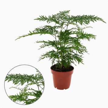 Grevillea Ø12 cm potte