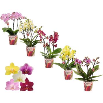 Phalaenopsis Dazz Ø12 cm potte
