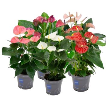Anthurium Karma Ø12 cm potte