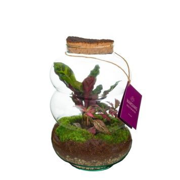 Terrarieplante Ø17 cm