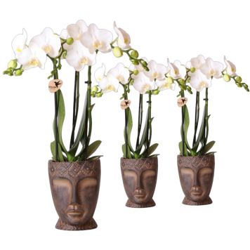 Phalaenopsis Totem Ø12 cm potte