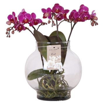 Phalaenopsis i glas Ø12 cm