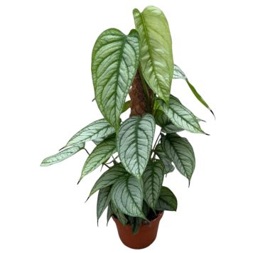 Monstera El Salvador Ø17 cm potte