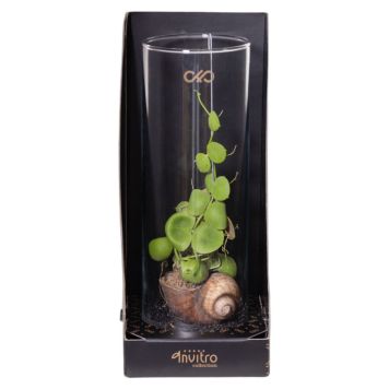 Dichidia Ø13 cm potte