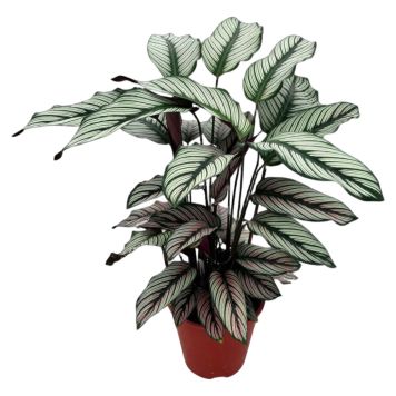 Calathea Majestica Ø19 cm potte