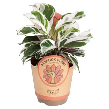 Calathea White Ø11 cm potte