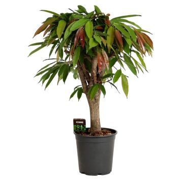 Ficus Amstel Ø24 cm potte