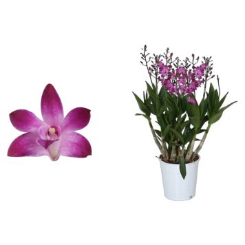 Dendrobium Berry Oda Ø12 cm potte