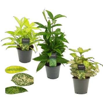 Dracaena Ø12 cm potte - flere varianter