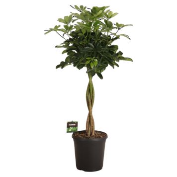 Schefflera Compacta Ø23 cm potte