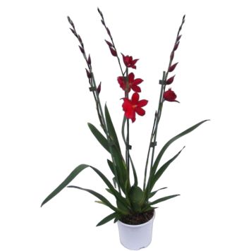 Cambria 1-grenet Ø12 cm potte