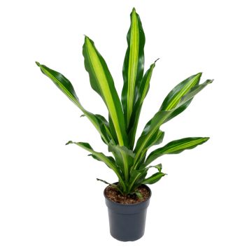 Dracaena Ø21 cm potte