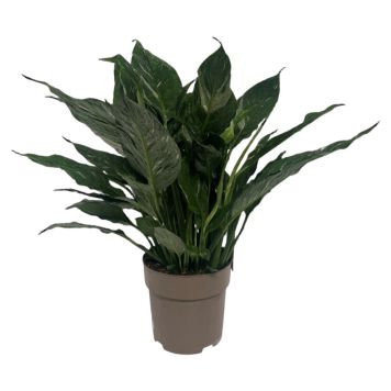 Spathiphyllum Diamond Ø17 cm