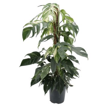 Epipremnum Pinnatum Albo Ø27 cm potte