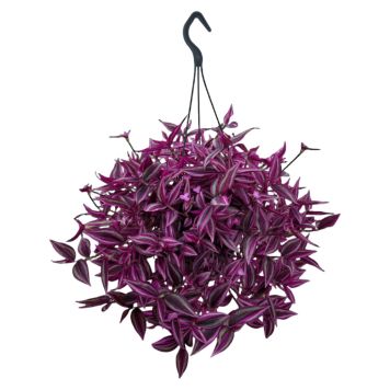 Tradescantia Pink Ø19 cm