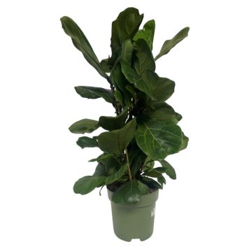 Ficus Lyrata Clump Ø21 cm