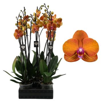 Phalaenopsis Bologna Ø12 cm