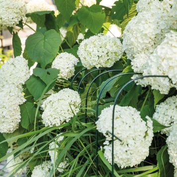 Bellissa hortensia stativ Annabelle grøn 75x80 cm