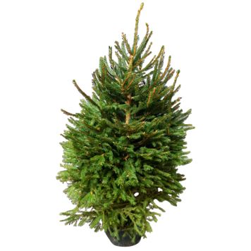Picea Abies granplante 7,5 L