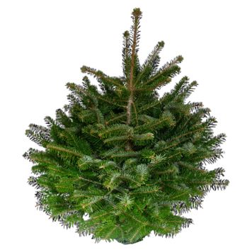 Abies Nordmanniana nordmannsgran 7,5 L