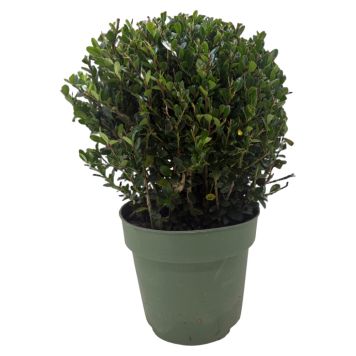 Ilex crenata kugle 17 cm Ø20