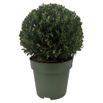 Ilex crenata kugle 24 cm Ø32