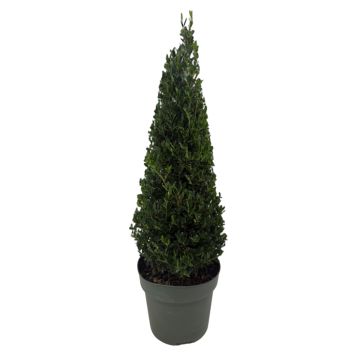 Ilex crenata pyramide løv 21 cm H 55-60 cm