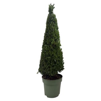 Ilex crenata pyramide 30 cm h 80 cm