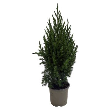 Juniperus Stricta 13 cm