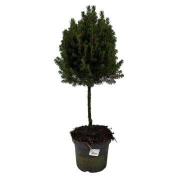 Picea Gl. Conica 19 Cm
