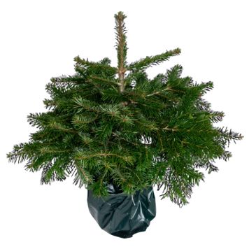 Koreagran ædelgran i potte P21 Abies koreana 5 l