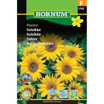 Hornum blomsterfrø Solsikke Pacino