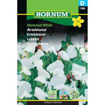 Hornum blomsterfrø Ærteblomst Mammut White