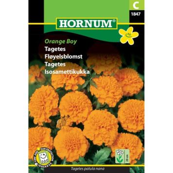 Hornum blomsterfrø Tagetes Orange Boy