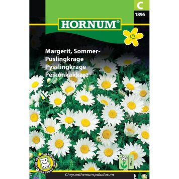 Hornum blomsterfrø sommer margerit 