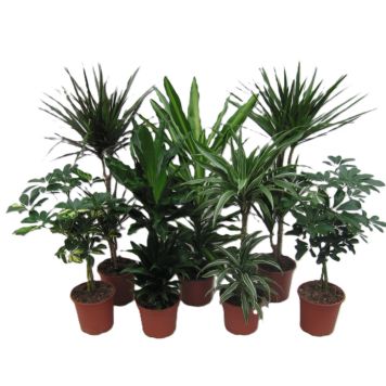 Grønne stueplanter indendørs H0,5-0,95 m - flere varianter