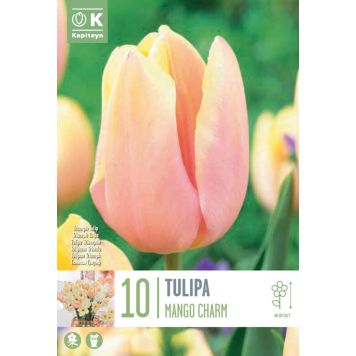 Kapiteyn blomsterløg tulipan Triumph Mango Charm 10 stk. 