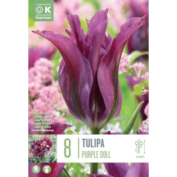 Kapiteyn blomsterløg tulipan Viridiflora Purple Doll 8 stk. 
