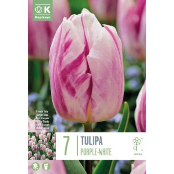 Kapiteyn blomsterløg tulipan Single Purple-White 7 stk. 