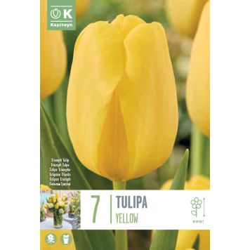 Kapiteyn blomsterløg tulipan Single Yellow 7 stk. 