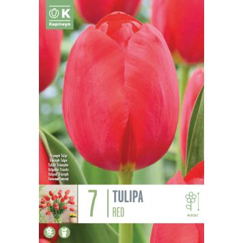 Kapiteyn blomsterløg tulipan Single Red 7 stk. 