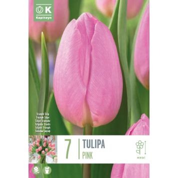 Kapiteyn blomsterløg tulipan Single Pink 7 stk. 