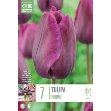 Kapiteyn blomsterløg tulipan Single Purple 7 stk. 